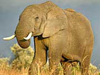 В Зимбабве дикий слон напал на семью британских туристов: двое убиты, один ранен