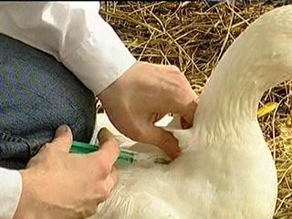 В Подмосковье завершена вакцинация домашней птицы от "птичьего гриппа"