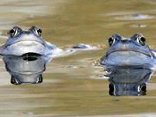В британской реке Нин обнаружены пятилапые лягушки, передает британский телеканал Sky News