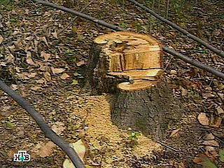 Более миллиона кубометров леса в России на местах интенсивных лесозаготовок в прошлом году вырубили незаконно