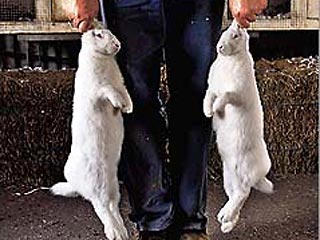 Немецкий кроликовод Карл Шмолинский опасается, что его 10-килограммовых гигантских кроликов, которых фермер отправил в КНДР для разведения, съели во время банкета в честь дня рождения северокорейского лидера Ким Чен Ира