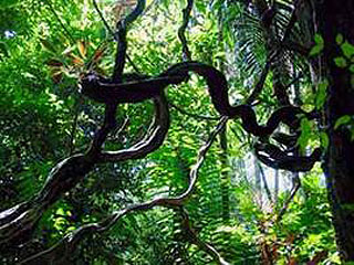 Во Французской Гвиане обнаружены двое французских туристов, которые заблудились в джунглях Амазонки еще в середине февраля 2007 года