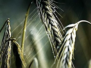 Человечеству может угрожать мировой голод. Это связано с распространением новой грибковой инфекции, которая поражает посевы пшеницы