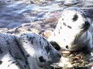 МЧС Казахстана: тюленей на Каспии убивает погода