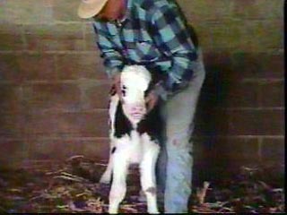 Аргентинские ученые вывели породу коровы, молоко которой будет содержать инсулин. Первый генетически модифицированный теленок, способный благодаря особому строению ДНК вырабатывать человеческий инсулин, появился на свет