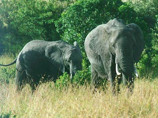 В Бангладеш из-за нападения разъяренного стада диких слонов погибли 9-летние мальчик и девочка. Также разрушены 5 деревенских домов, повалены десятки деревьев и уничтожены посевы. 