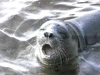 "Вполне возможно, причиной гибели тюленей стала эта инфекция", - сообщил Хайрушев во вторник "Интерфаксу", ссылаясь на данные экспертизы