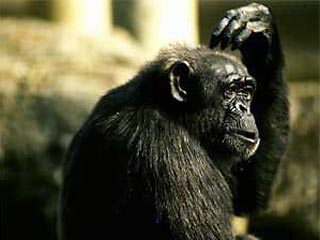 Исследователи изучали две группы шимпанзе и две группы бонобо - в общей сложности 47 животных &#8211; и установили, что приматы используют для общения 31 движение руками и лишь 18 сигналов голосом и мимикой