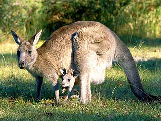 В Австралии военные предложили перестрелять несколько тысяч особей серых кенгуру, обитающих вокруг военных баз к северу от Канберры. Причина проста - кенгуру сильно расплодились