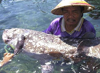 У побережья индонезийской провинции Северный Сулавеси поймана кистеперая рыба - коелакант, относящаяся к виду, который считался вымершим 60 млн лет назад