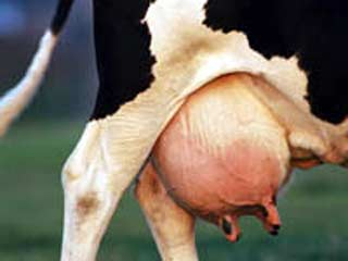 В Новой Зеландии нашли генетически уникальную корову, дающую обезжиренное молоко