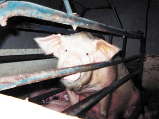 Россельхознадзор ввел чрезвычайные меры по предотвращению заноса на территорию РФ возбудителя опасного заболевания свиней - африканской чумы