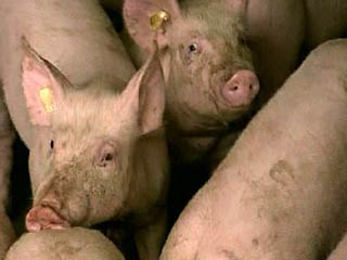 Грузия расширяет зону карантина в связи с чумой свиней