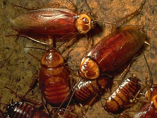 Тараканы обладают памятью и умеют учиться, выяснили японские ученые