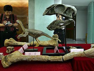 Ящер по своим размерам был сравним с хищным тиранозавром, достигая 8 метров в длину и 5 метров в высоту. Вес ископаемого животного составлял приблизительно 1,4 тыс. килограмм