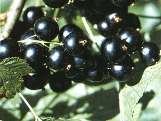 Самой полезной для здоровья ягодой из произрастающих в Великобритании признана учеными черная смородина