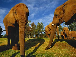 В Индии голодные слоны вышли из лесов и обратили в бегство сотни жителей  