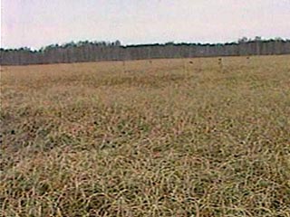 В Молдавии жесточайшая за последние полвека засуха уничтожила половину урожая зерновых