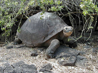 Последний известный представитель подвида гигантских галапагосских черепах и один из самых известных в мире холостяков, судя по всему, импотент