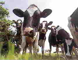Власти Великобритании обеспокоены тем, что коровы усугубляют проблему глобального потепления 