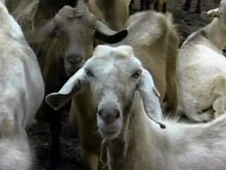В США выведены козы, молоко которых помогает защититься от зарина