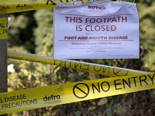 Британские эксперты определили тип вируса, вызвавшего вспышку ящура на ферме Вулфорд близ городка Гилдфорда в графстве Саррей