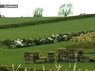 Вспышка ящура, возникшая на одной из ферм в южной Англии 4 августа, могла быть результатом преднамеренной диверсии