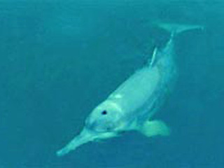Пресноводные дельфины, обитавшие только в Китае, исчезли с лица Земли