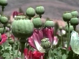 Госдепартамент США направляет 50 млн долларов на поощрение афганцев, которые откажутся от посевов опиумного мака