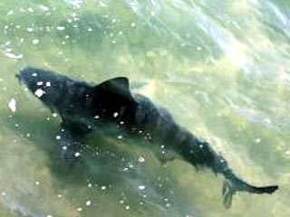 Регулярное появление этим летом акул вблизи пляжей Таррагоны (северо-восток Испании) связано с тем, что недалеко от пляжей рыболовные суда выбрасывают за борт часть дневного улова