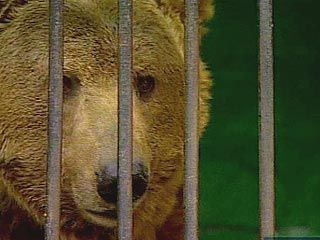 В Хабаровском крае заведено дело на хозяев медведя, который откусил 5-летней девочке руку
