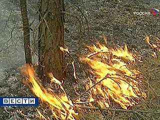МЧС усиливает борьбу с лесными пожарами