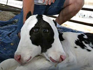 Двуглавая корова родилась на молочной ферме Hamstra Dairy, что в местечке Туларе в американском штате Калифорния