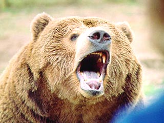 Дальневосточные медведи, достигающие веса 700 кг, загрызли насмерть трех человек на Камчатке и Шантарских островах