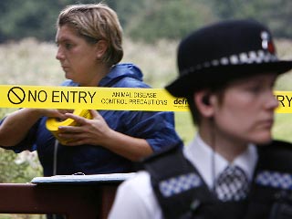 Британские власти подтвердили факт обнаружения нового очага заражения ящуром на юге Англии