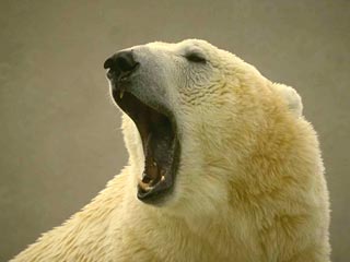 Жители арктического поселка в Ненецком округе столкнулись с нашествием белых медведей