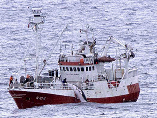 Защитники природы потопили норвежское китобойное судно и признались в этом