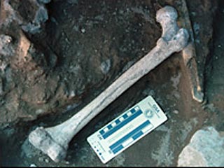 В Грузии нашли четыре скелета человекообразных существ возрастом 1,8 миллионов лет