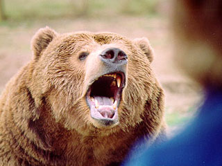 На Камчатке медведь напал на человека