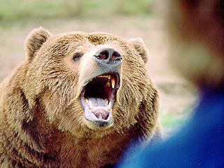В лесах Новгородской области медведица по неизвестной причине преследует группу людей