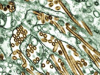 Вирус "птичьего гриппа" стал опаснее для человека, полагают ученые
