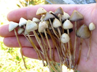 В Великом Новгороде школьница отравилась галлюциногенными грибами 