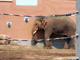 Слониха убила служащую московского зоопарка ударом ноги