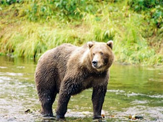 На Камчатке, в районе реки Утка на западе полуострова, медведь напал на 23-летнего молодого человека