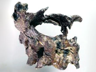 В Японии найден череп утконосого динозавра или гадрозавра, который жил в конце верхнемелового периода примерно 85 млн лет назад