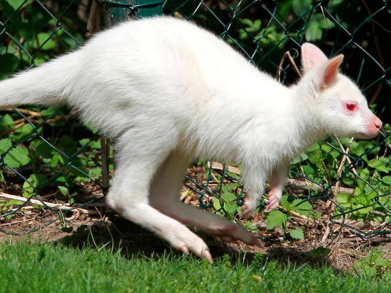 Кенгуренок-альбинос умер от стресса в новосибирском контактном зоопарке