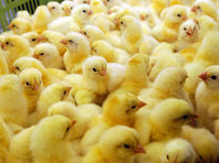 Полторы тысячи утят, гусят и цыплят из Казахстана поехали домой по решению челябинского Россельхознадзора