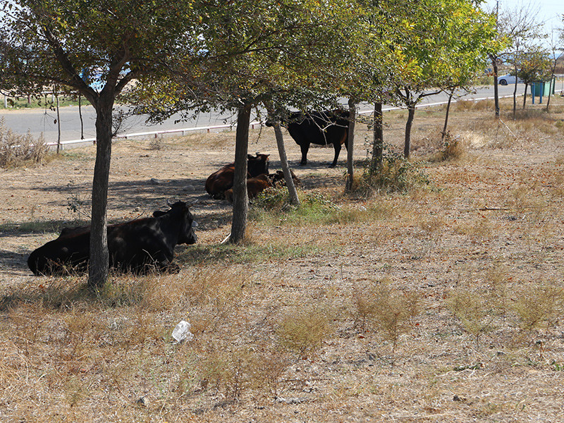 В Махачкале власти начали массовый отлов на улице крупного рогатого скота - теперь гуляющих без присмотра коров размещают на специальные "штрафстоянки", а за "освобождение" животных их хозяева должны заплатить штраф