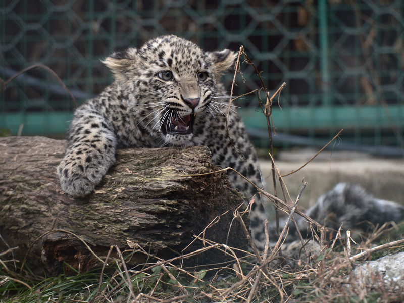 Неподалеку от Сочи, в Центре разведения и реабилитации переднеазиатского леопарда, ученые должны вот-вот приступить к реинтродукции леопардов в горах Кавказа