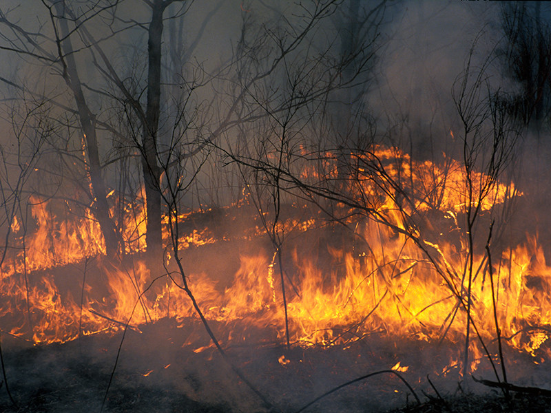 На Камчатке при тушении пожара сотрудника лесоохраны насмерть сбил вертолет